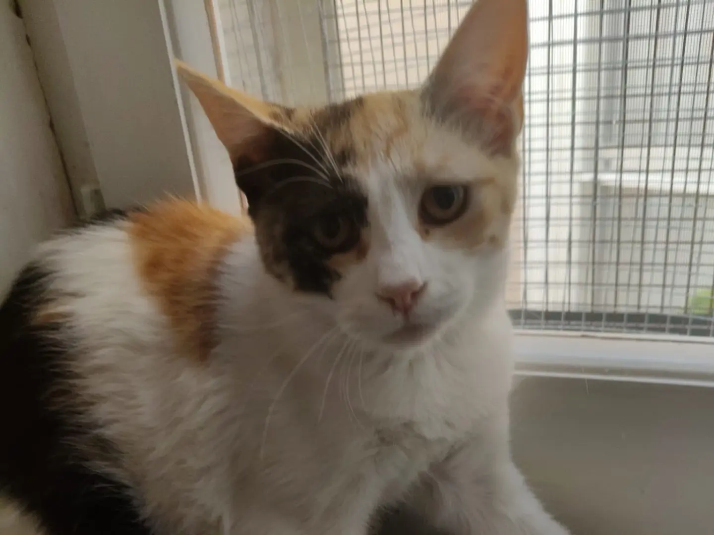 Adotta il gatto LEA a Crotone