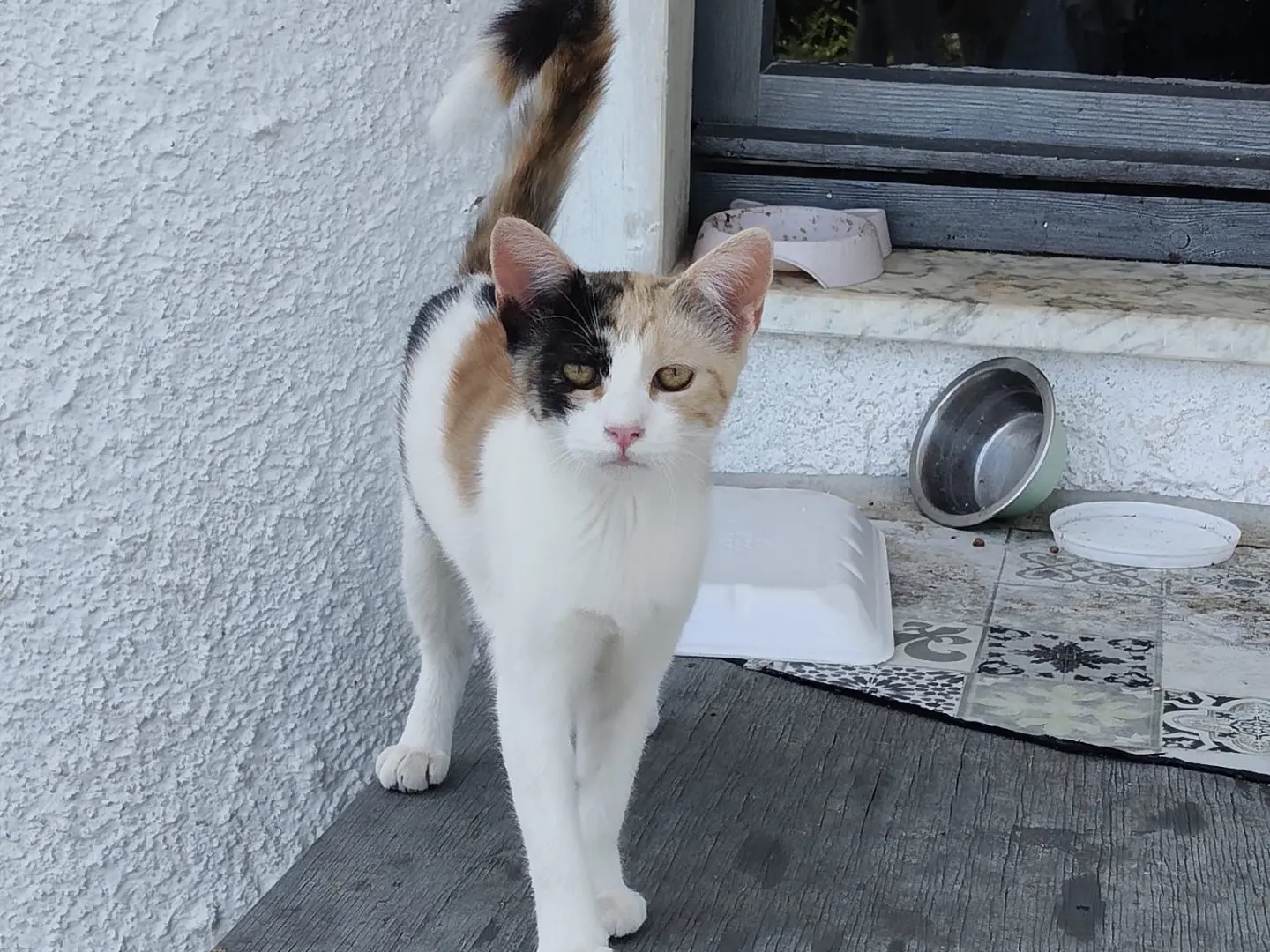 Adotta un gatto, taglia non valida, femmina, Crotone