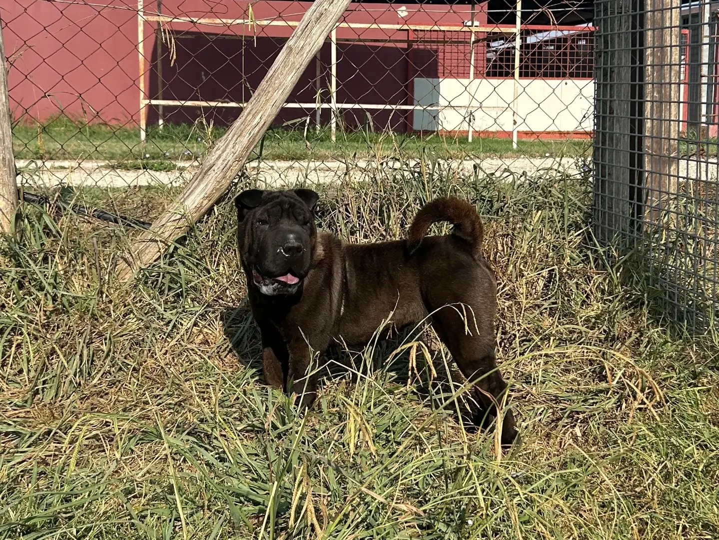 Adotta il cane Shalpetta a Latina