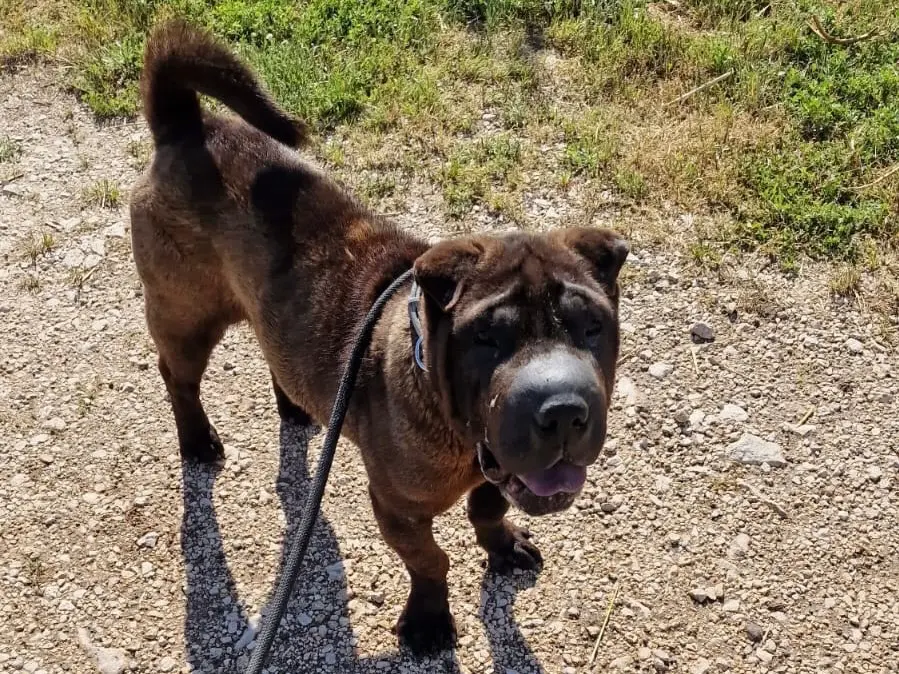 Adotta un cane, femmina, 3 anni e 8 mesi, Latina