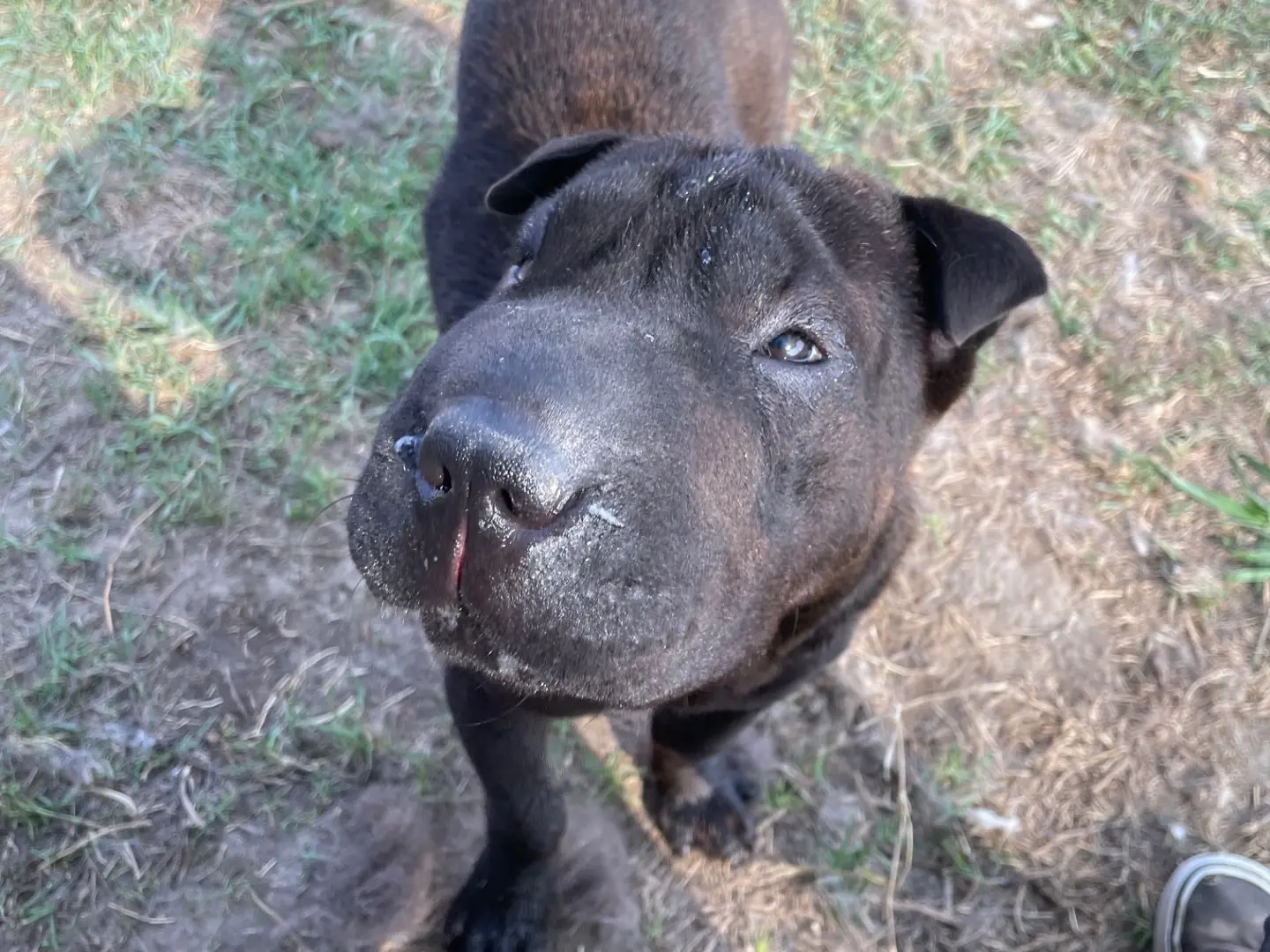 Adotta un cane, taglia piccola, femmina, Latina