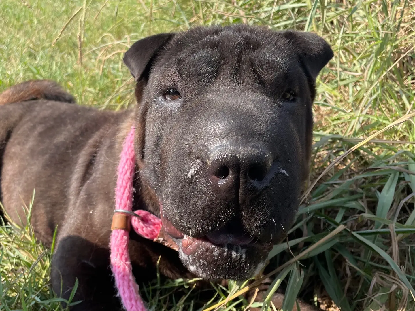 Adozione cane, femmina, Shar Pei Razza sconosciuta, 3 anni e 8 mesi, taglia piccola, Latina