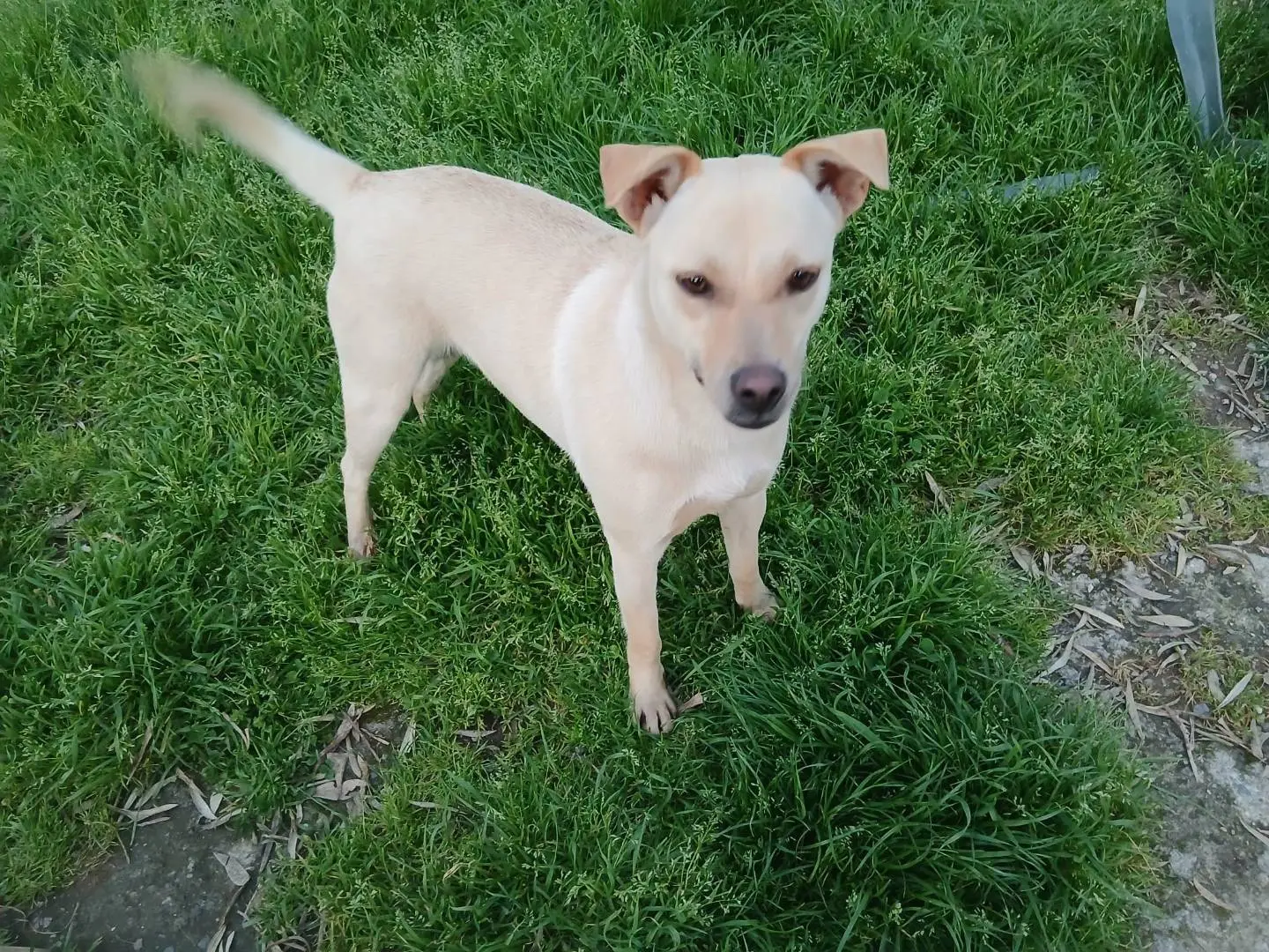 Adotta un cane, femmina, 5 anni e 9 mesi, Vibo