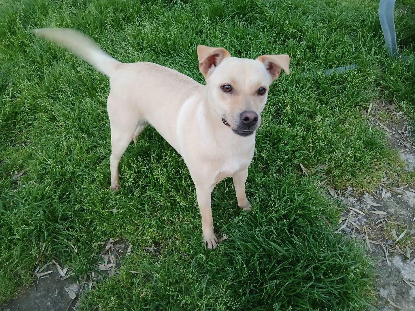 Adozione cane, femmina, Razza sconosciuta Razza sconosciuta, 5 anni e 9 mesi, taglia media, Vibo