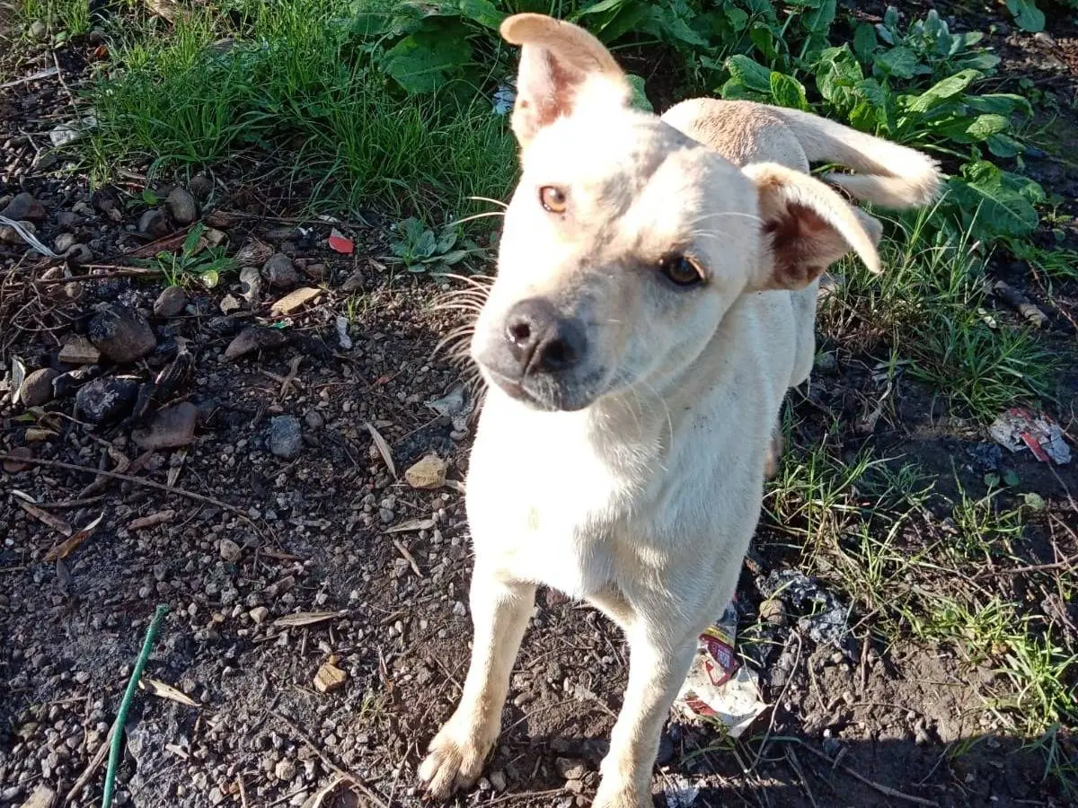 Vuoi adottare un cane a Vibo?
