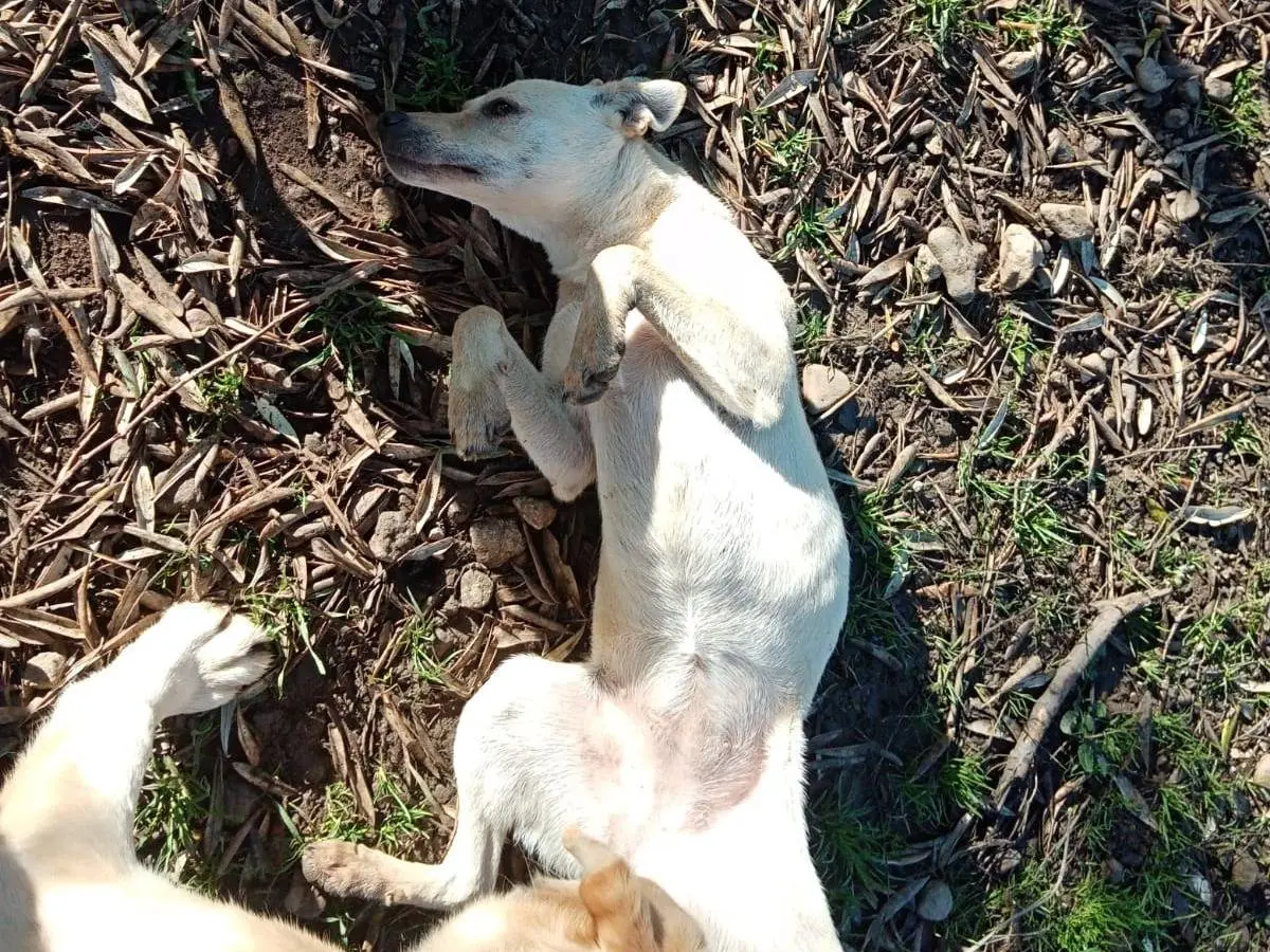 Adotta un cane, taglia media, femmina, Vibo