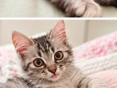 Adotta il gatto Piumina a Benevento