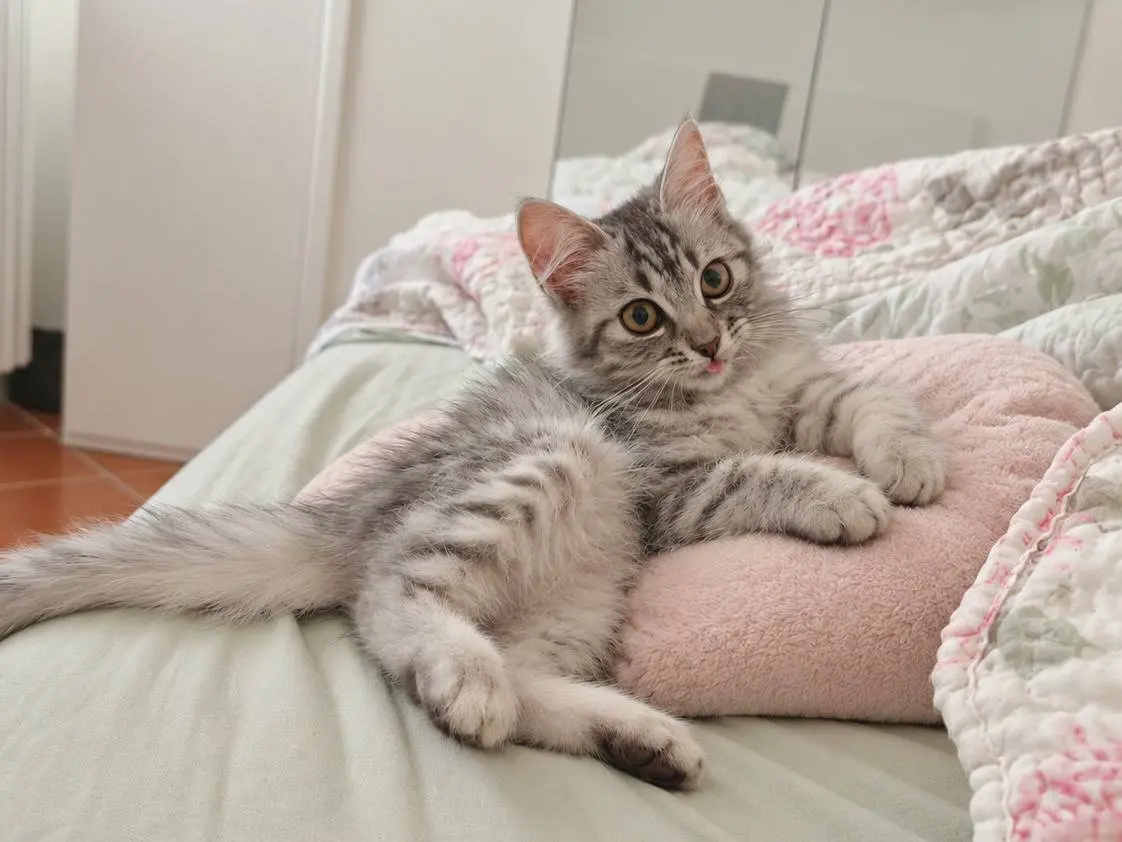 Adozione gatto, femmina, Razza sconosciuta Razza sconosciuta, 3 mesi, taglia non valida, Benevento