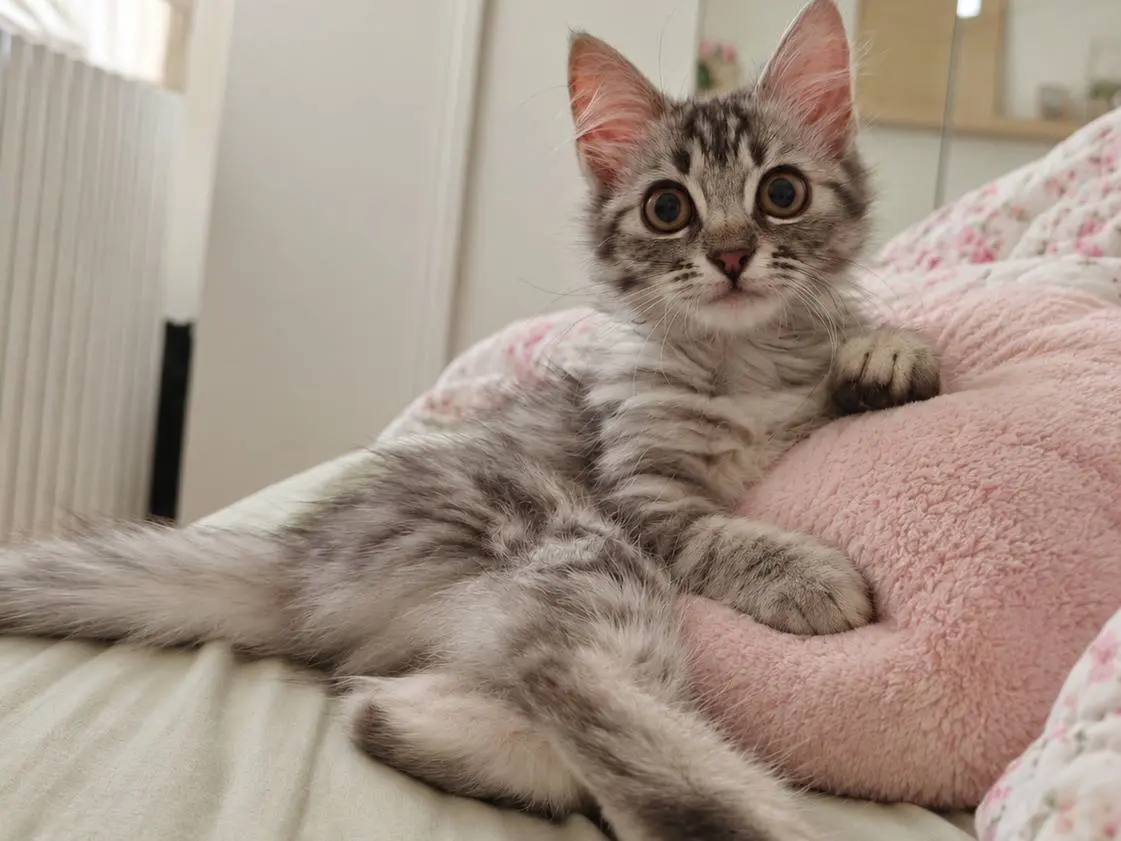 Adotta un gatto, femmina, 3 mesi, Benevento
