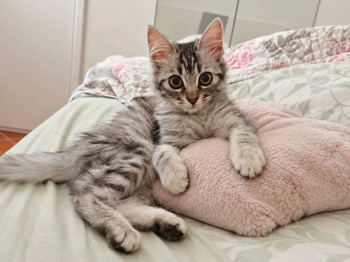Vuoi adottare un gatto a Benevento?