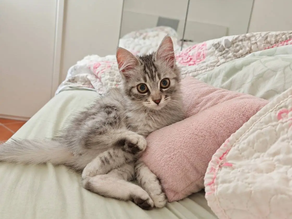 Adotta un gatto, taglia non valida, femmina, Benevento