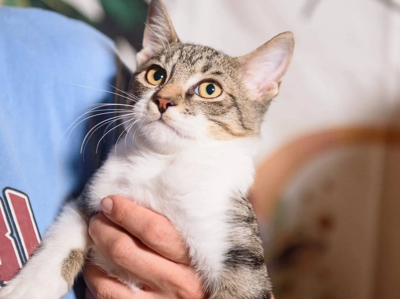 Adotta un gatto, maschio, 3 mesi, Parma