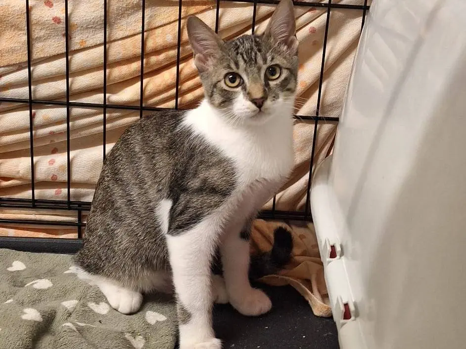 Adotta il gatto ARTHUR a Parma