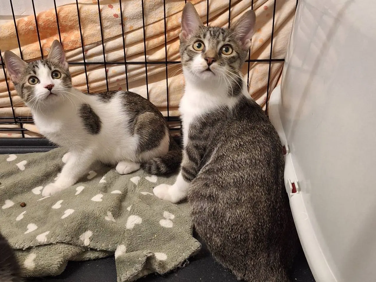 Vuoi adottare un gatto a Parma?