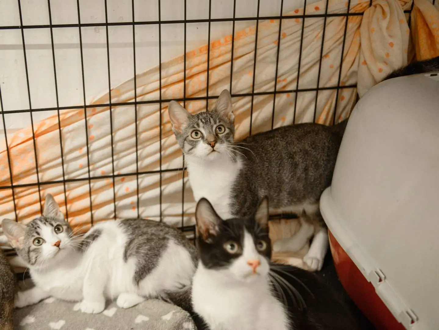 Adotta un gatto, taglia non valida, maschio, Parma