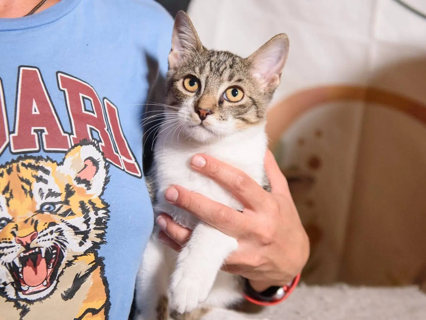 Adozione gatto, maschio, Razza sconosciuta Razza sconosciuta, 3 mesi, taglia non valida, Parma