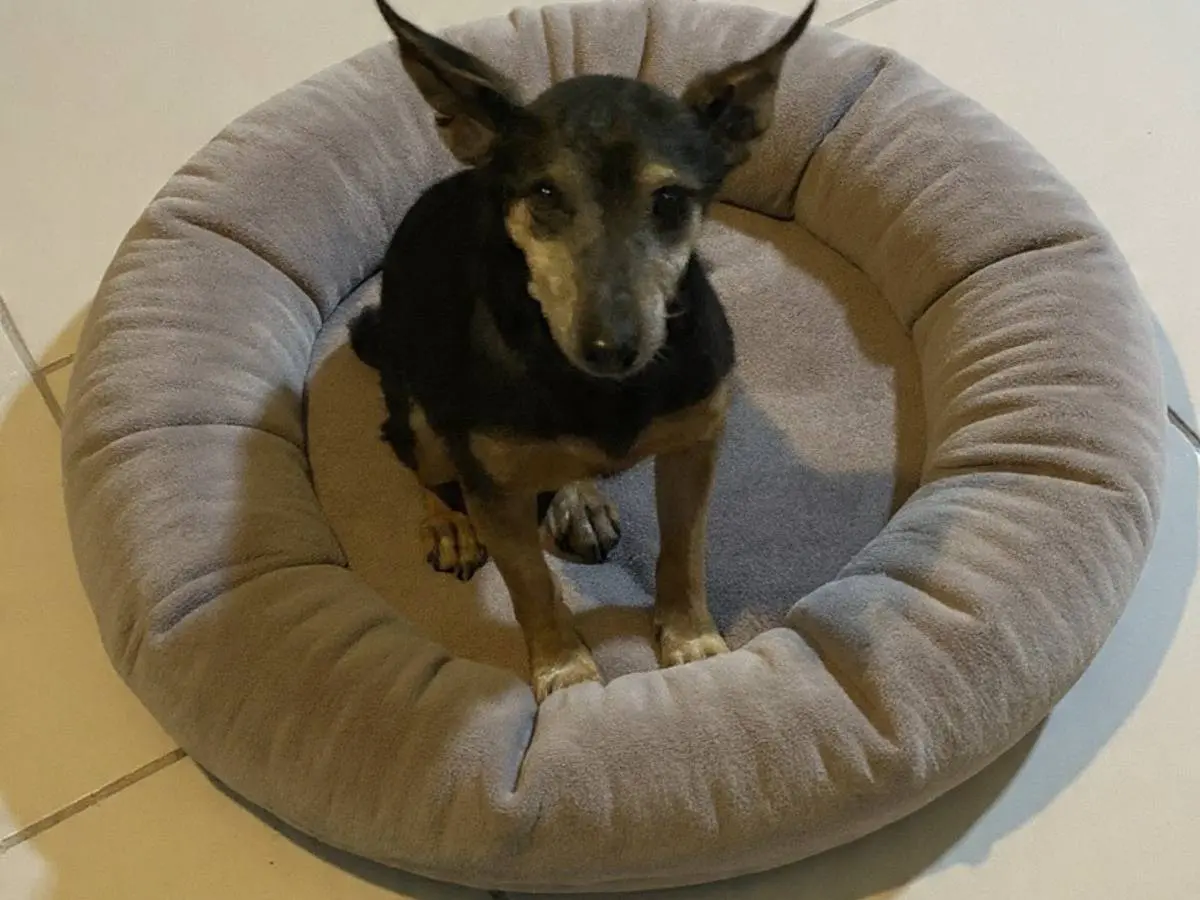 Adozione cane, maschio, Pinscher Razza sconosciuta, 13 anni e 4 mesi, taglia piccola, Viterbo