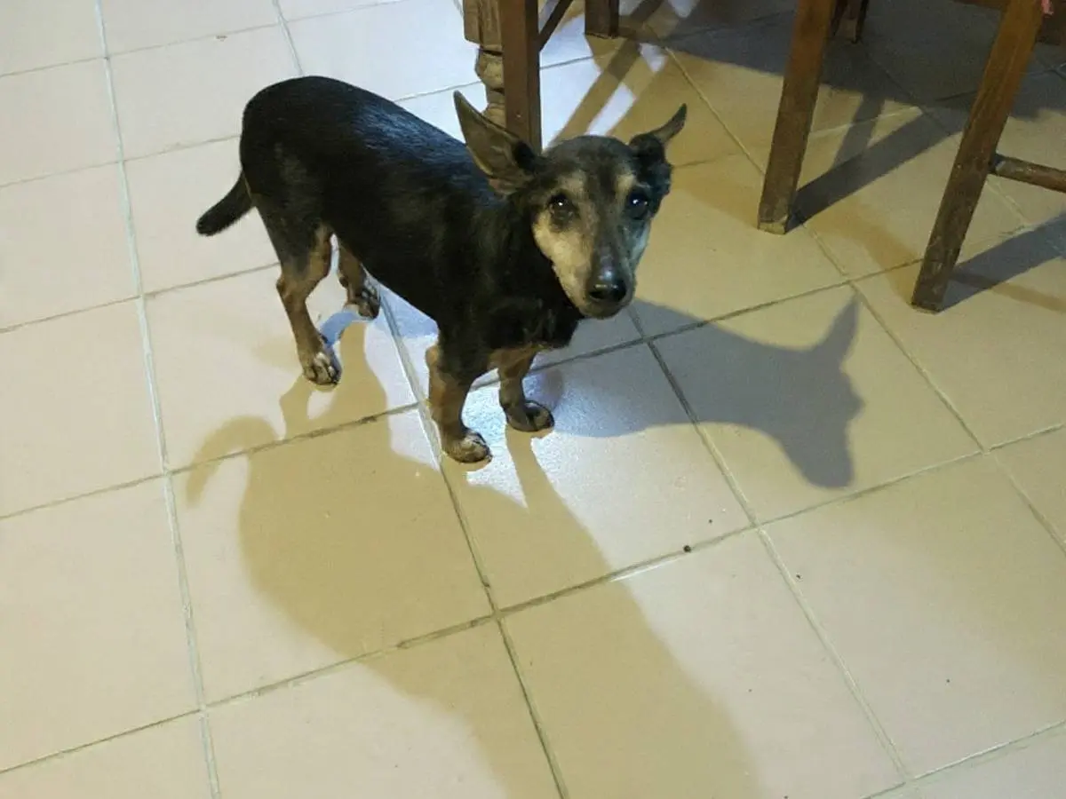 Adotta un cane, maschio, 13 anni e 4 mesi, Viterbo