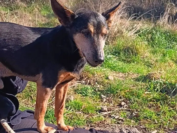 Vuoi adottare un cane a Viterbo?