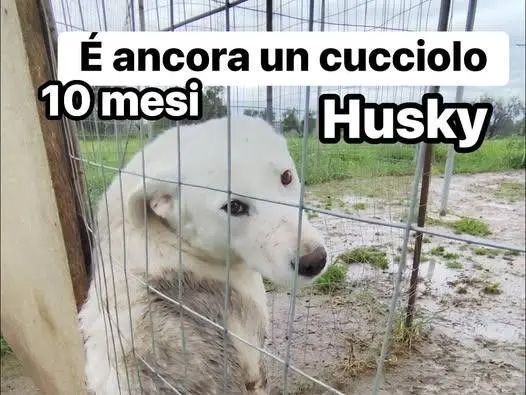 Foto 1 dell'animale