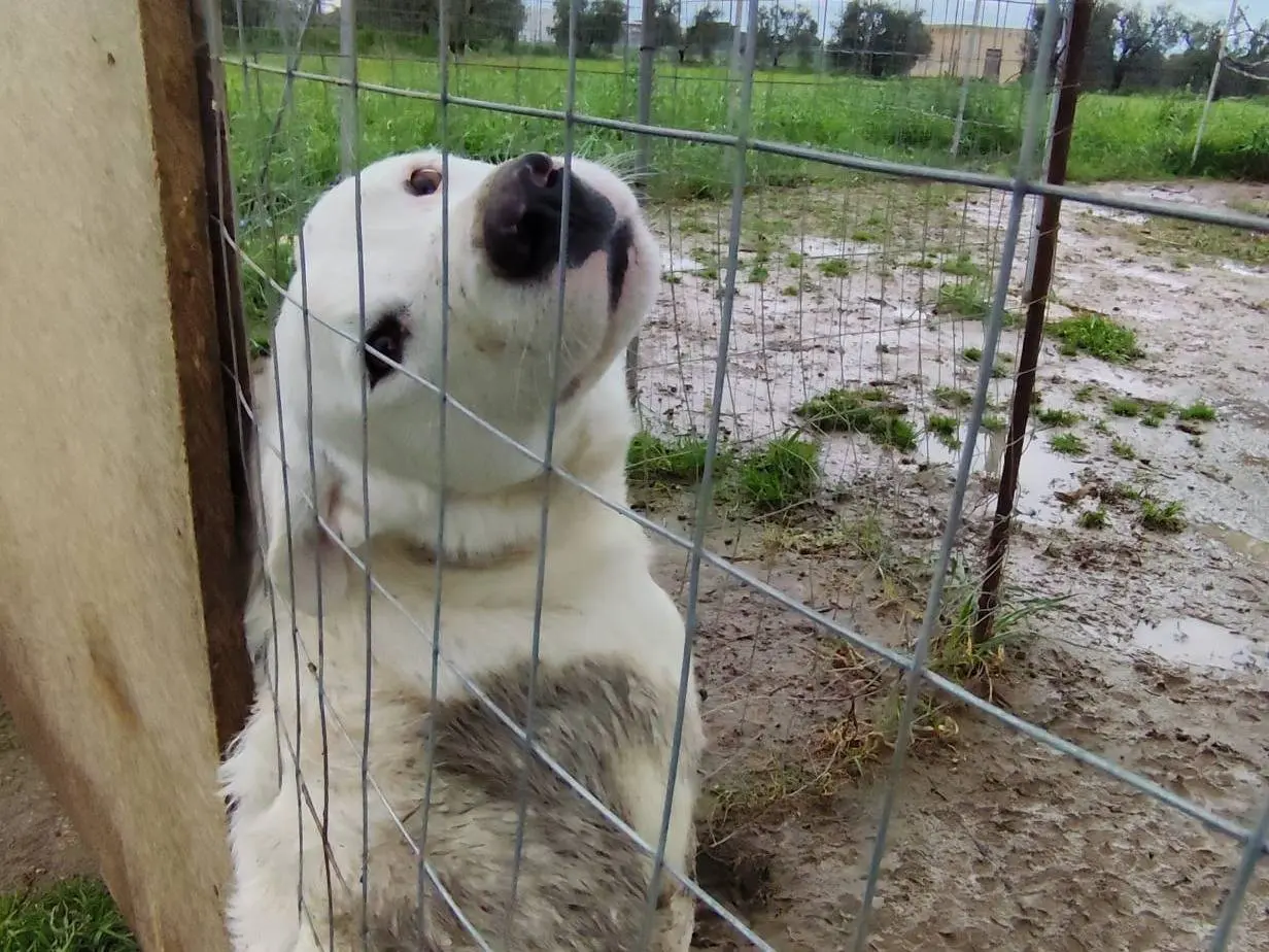 Vuoi adottare un cane a Barletta?