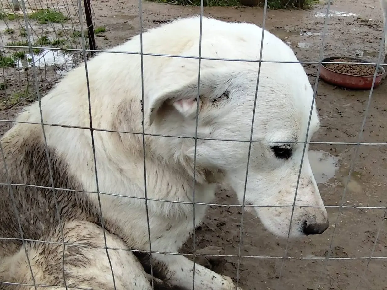 Foto 3 dell'animale