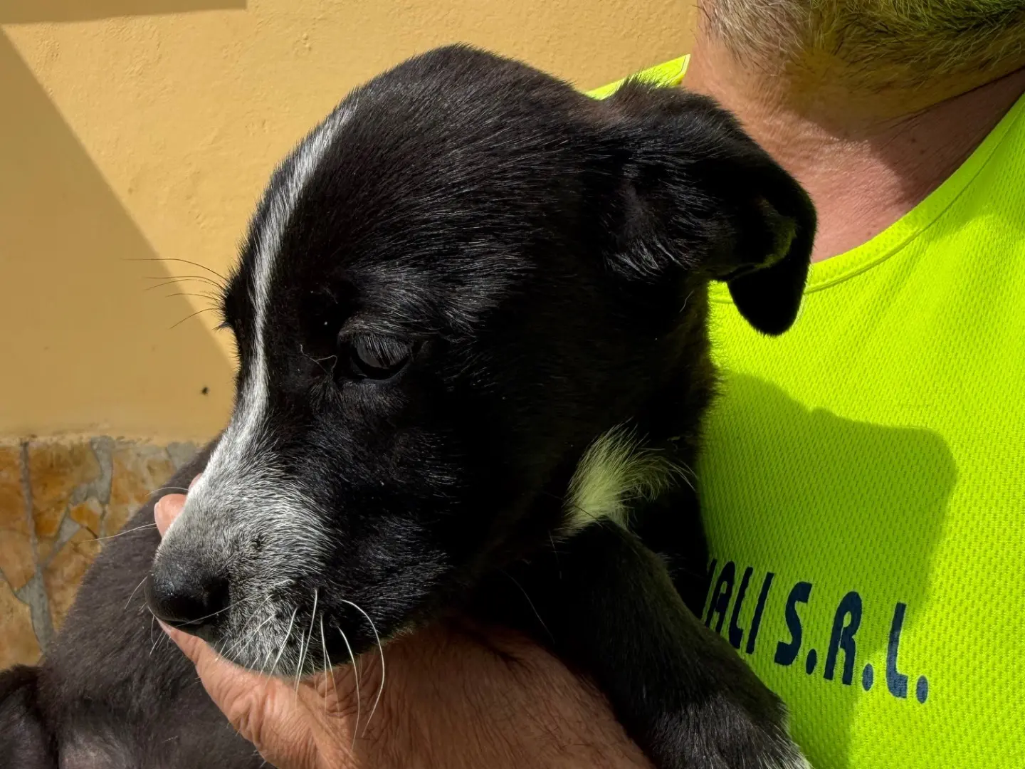 Vuoi adottare un cane a Matera?