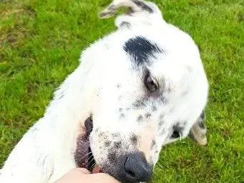 Foto 1 dell'animale
