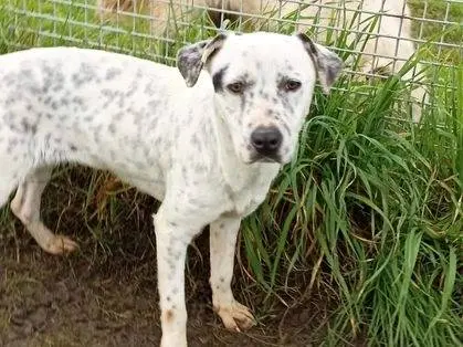Vuoi adottare un cane a Latina?