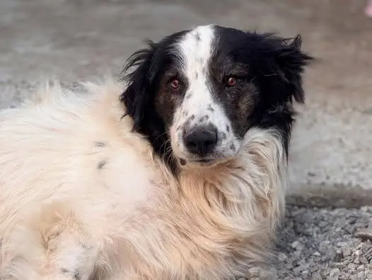 Adozione cane, maschio, Razza sconosciuta Razza sconosciuta, 2 anni e 6 mesi, taglia grande, Crotone