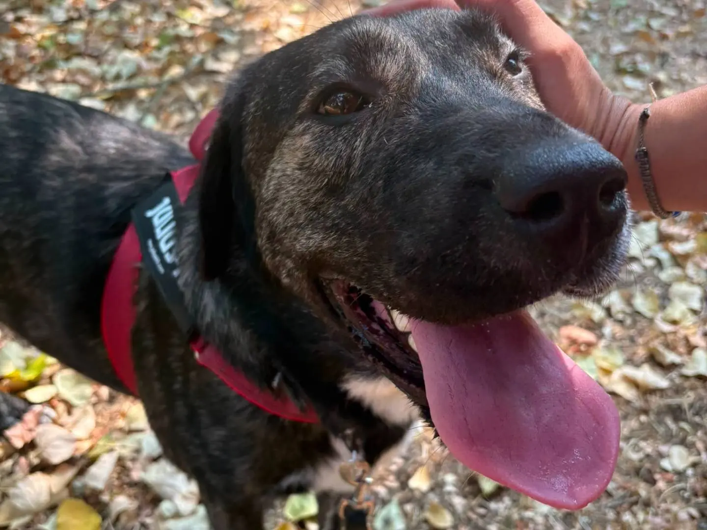 Adozione cane, femmina, Razza sconosciuta Razza sconosciuta, 1 anno e 5 mesi, taglia grande, Novara
