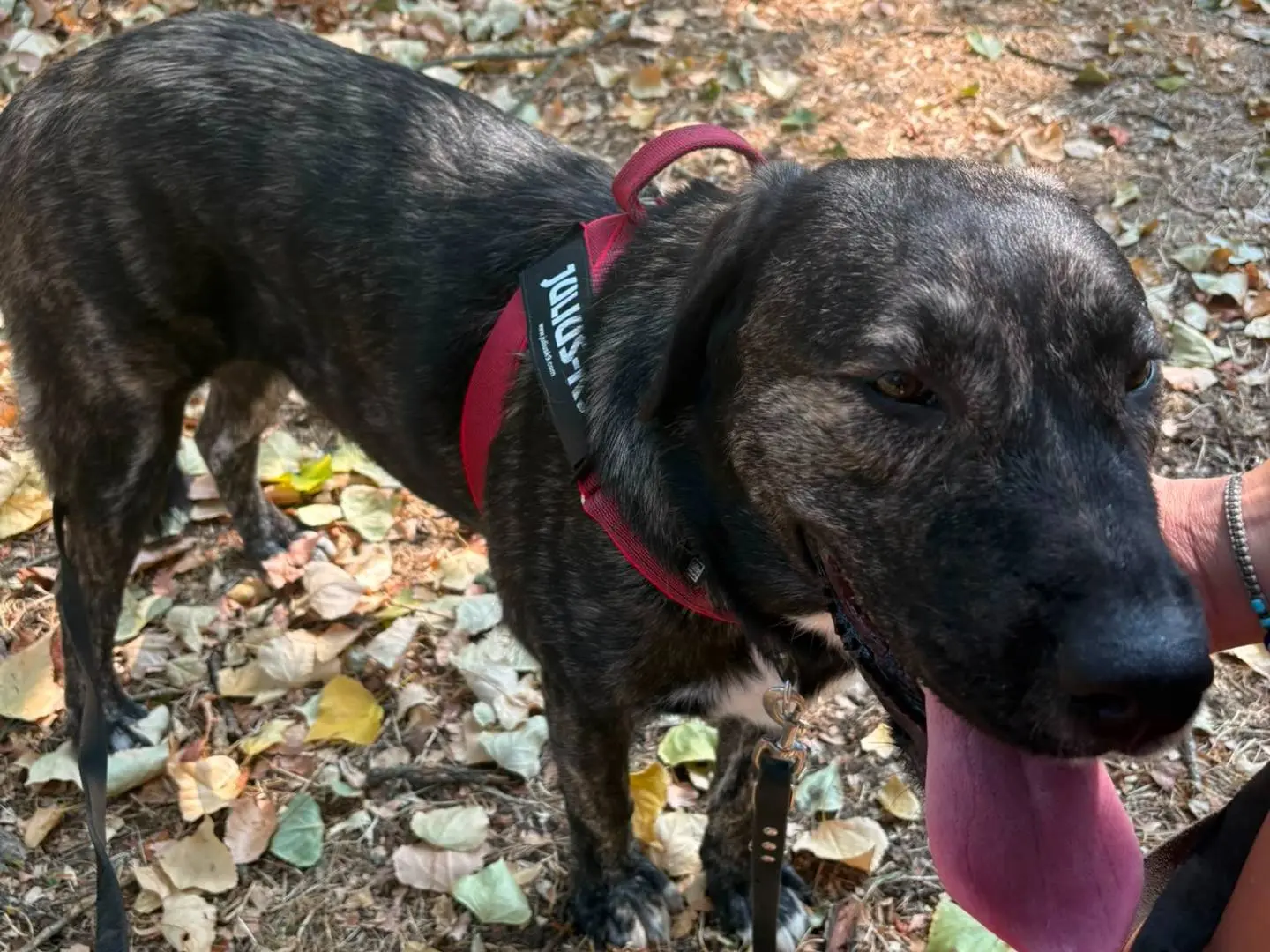 Adotta un cane, femmina, 1 anno e 5 mesi, Novara