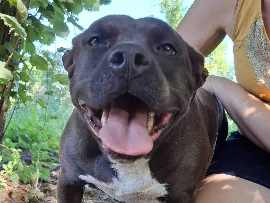 Vuoi adottare un cane a Caserta?