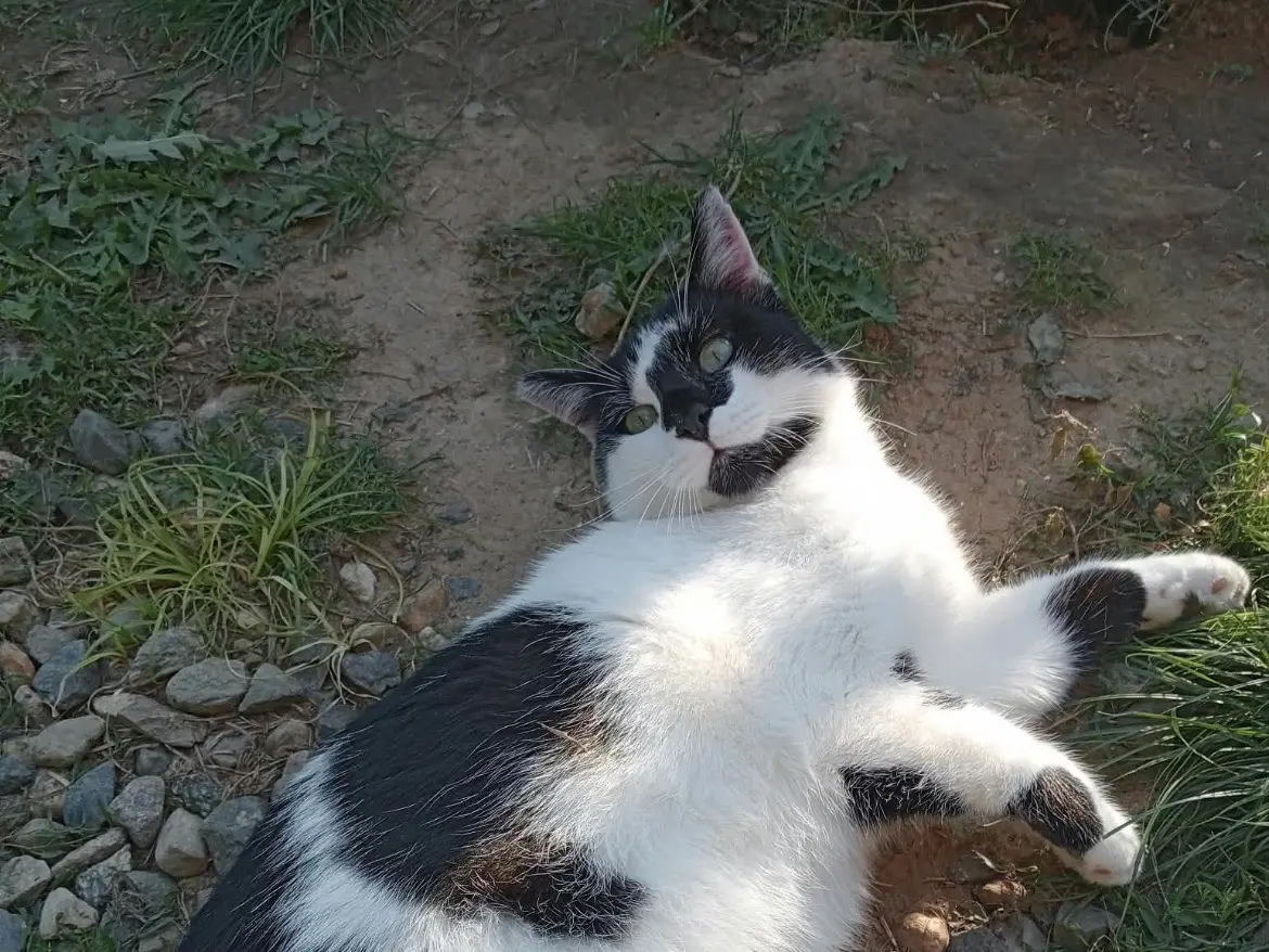 Adozione gatto, maschio, Razza sconosciuta Razza sconosciuta, 2 anni, taglia non valida, Torino