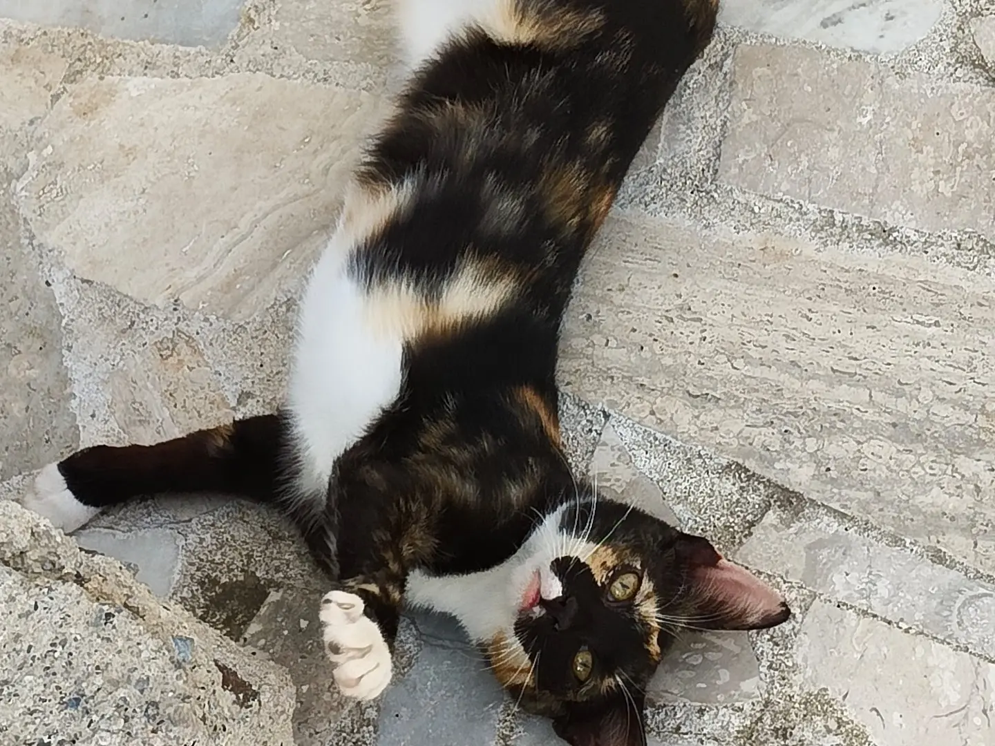 Foto 1 dell'animale