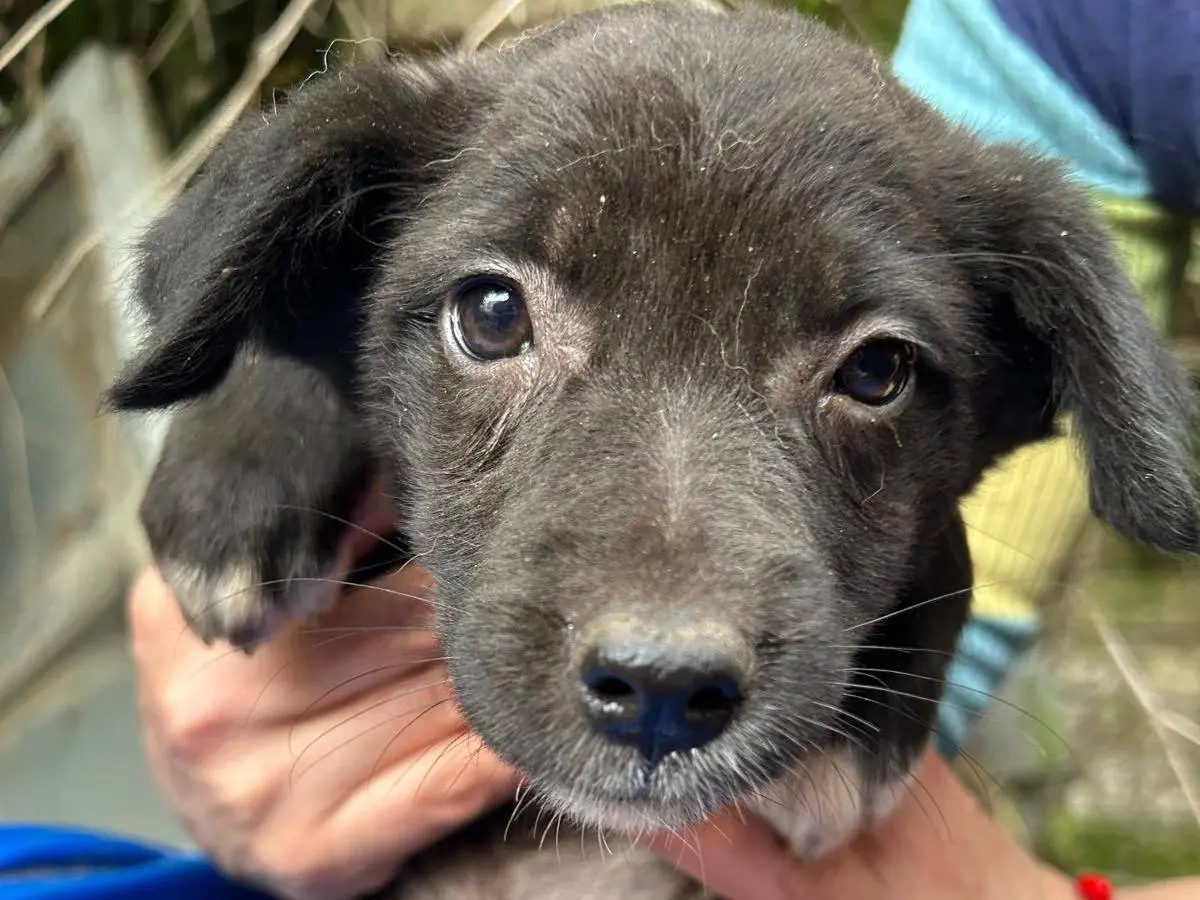 Adozione cane, femmina, Razza sconosciuta Razza sconosciuta, 8 mesi, taglia media, Caserta