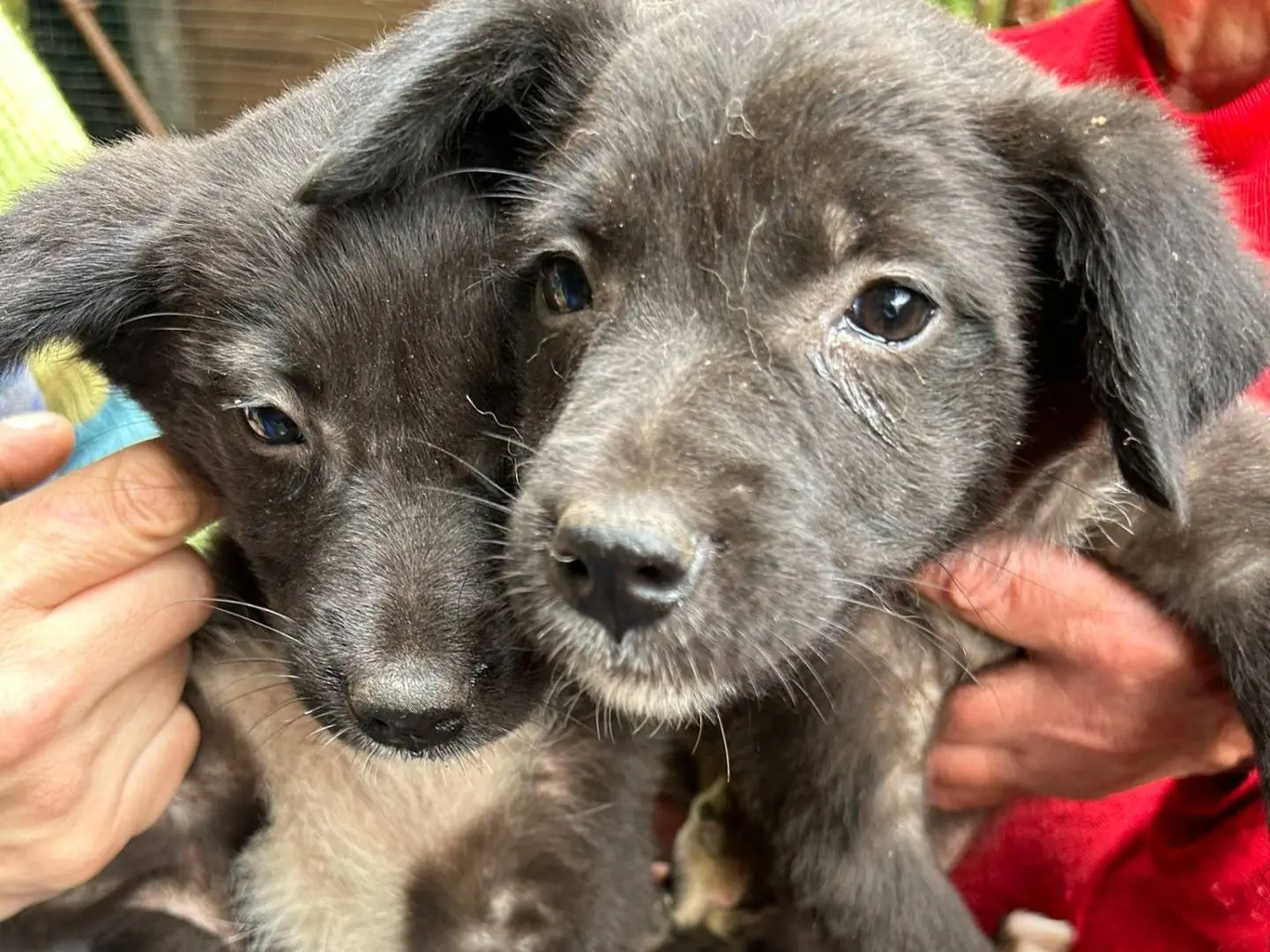 Adotta un cane, femmina, 8 mesi, Caserta