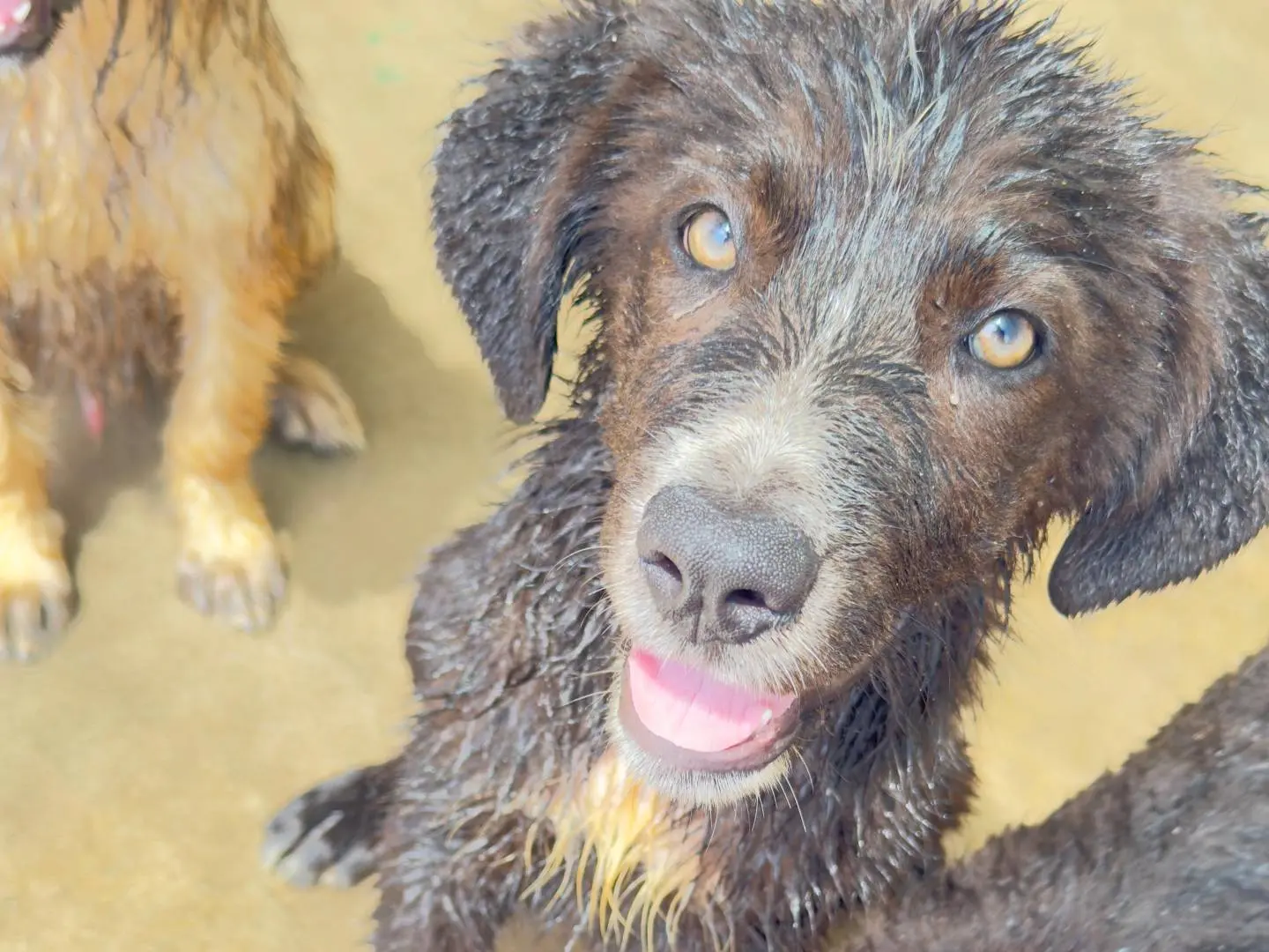 Adotta il cane Luna  a Trapani