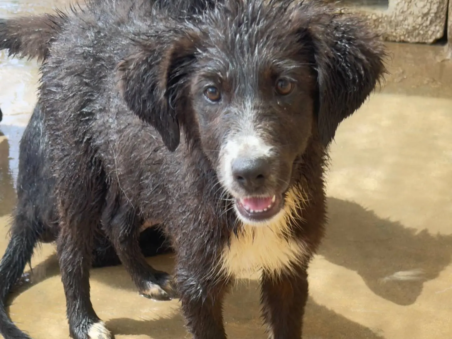 Adozione cane, femmina, Pastore maremmano Razza sconosciuta, 5 mesi, taglia media, Trapani