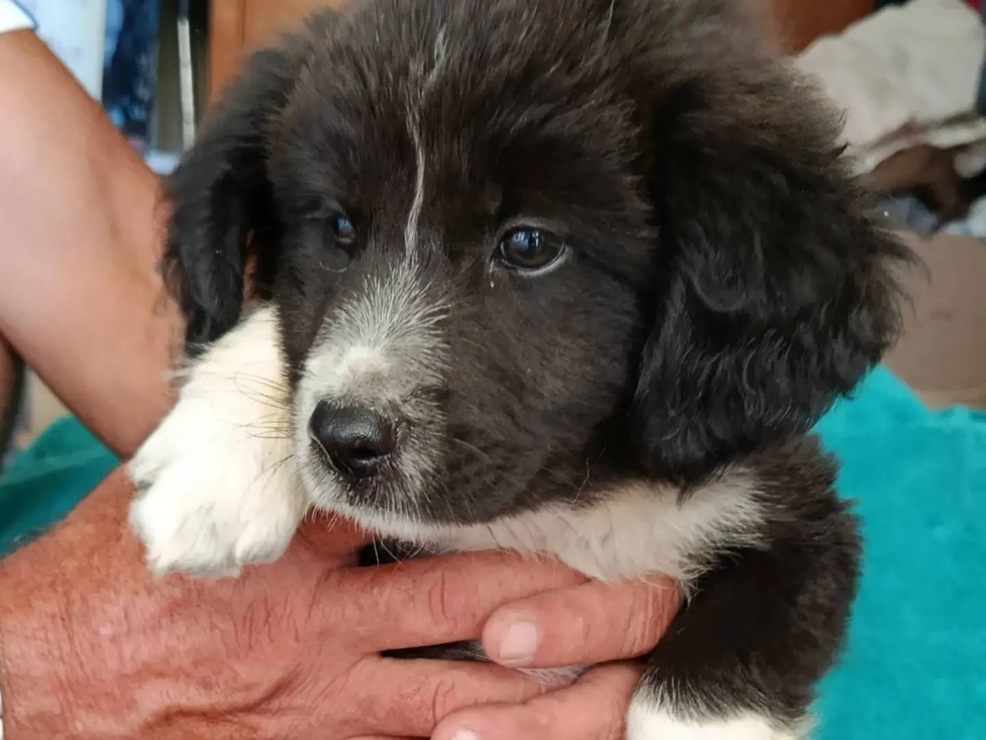 Vuoi adottare un cane a Trapani?
