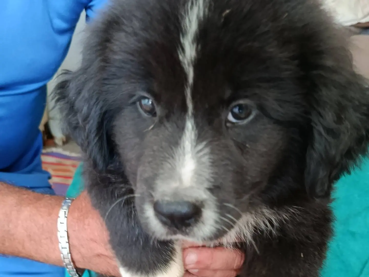 Adotta un cane, femmina, 5 mesi, Trapani