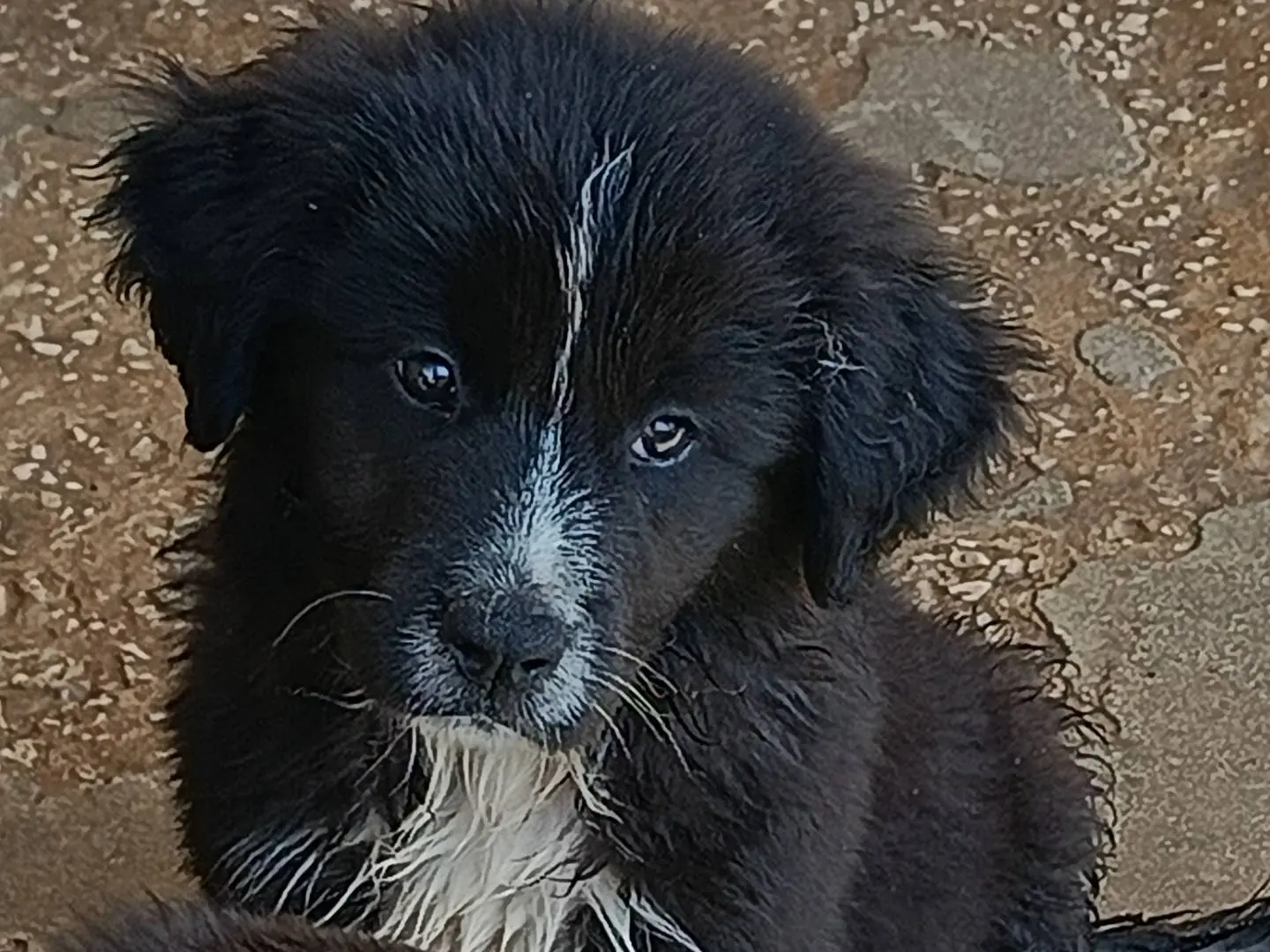 Adotta un cane, taglia media, femmina, Trapani