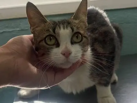 Adozione gatto, femmina, Razza sconosciuta Razza sconosciuta, 1 anno e 2 mesi, taglia non valida, Milano