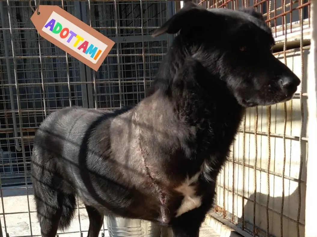 Adotta un cane, maschio, 3 anni e 1 mese, Varese