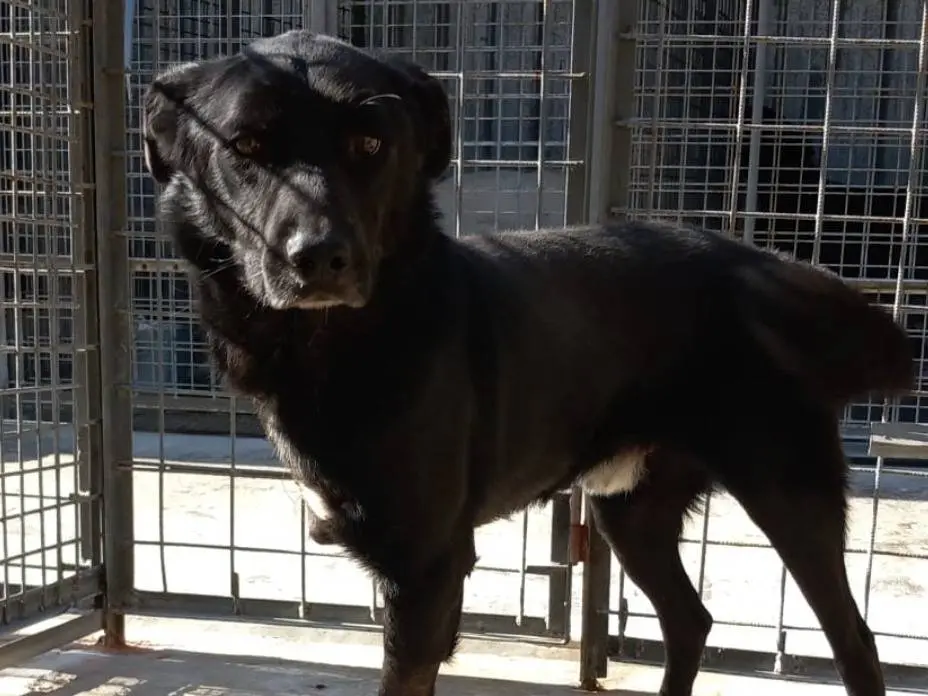 Adozione cane, maschio, Razza sconosciuta Razza sconosciuta, 3 anni e 1 mese, taglia media, Varese