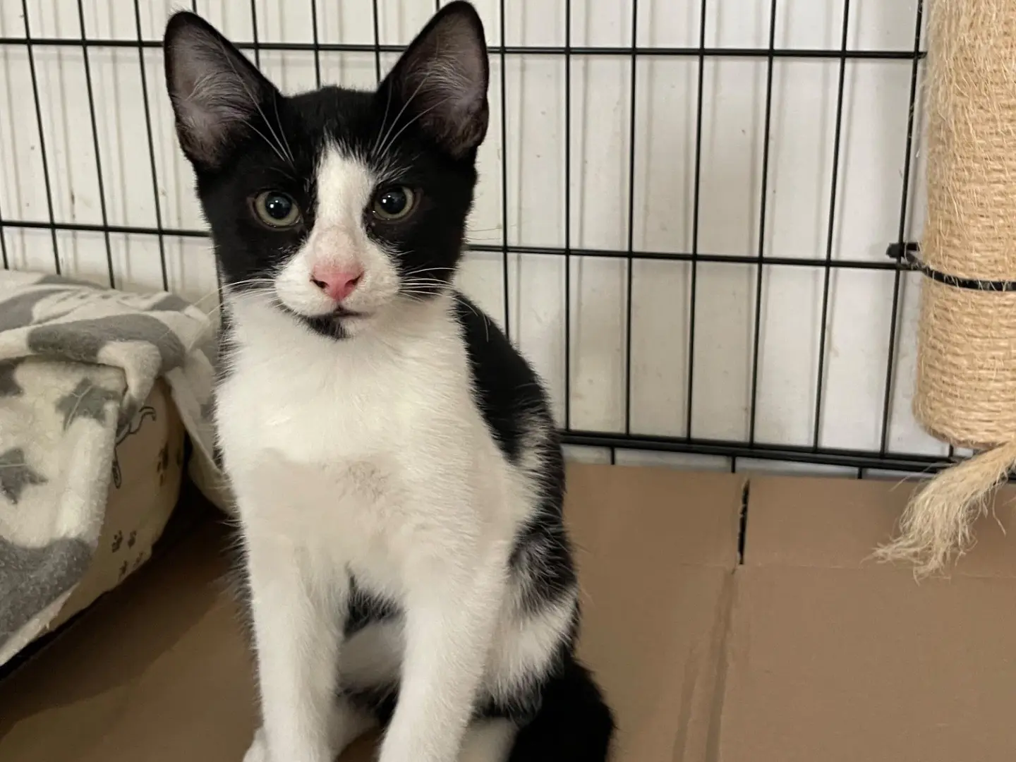 Adotta un gatto, taglia non valida, maschio, Padova
