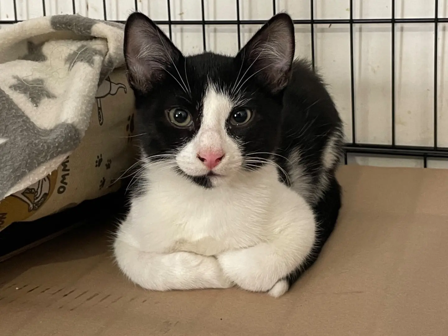 Adozione gatto, maschio, Razza sconosciuta Razza sconosciuta, 5 mesi, taglia non valida, Padova