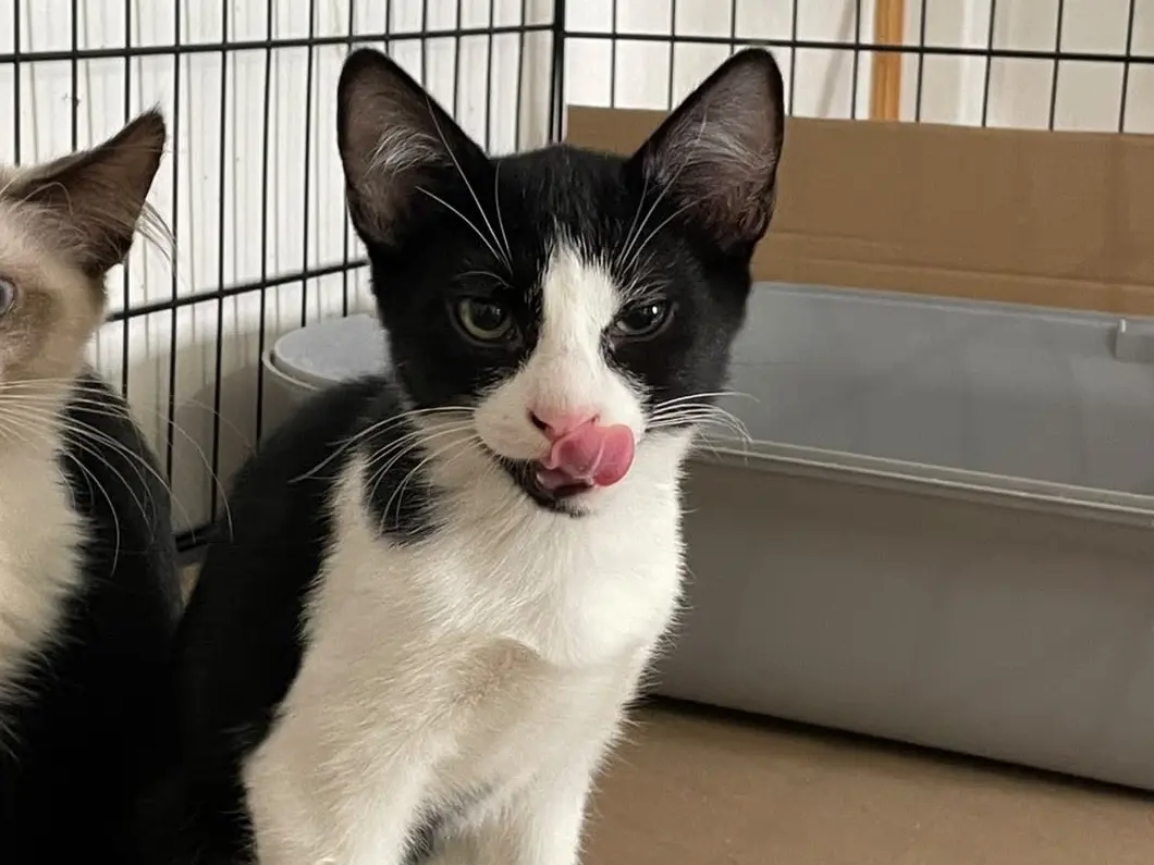 Adotta un gatto, maschio, 5 mesi, Padova