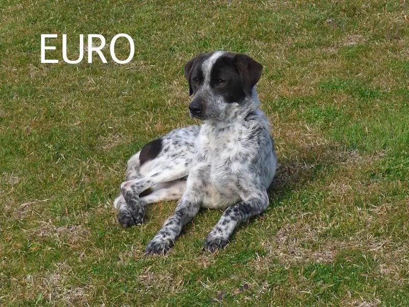 Adozione cane, maschio, Pointer Razza sconosciuta, 9 anni e 3 mesi, taglia media, Frosinone