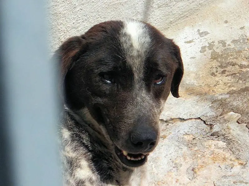 Adotta un cane, maschio, 9 anni e 3 mesi, Frosinone